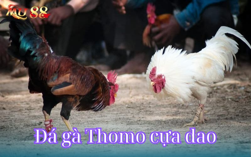 Đá gà Thomo cựa dao là kiểu đá gà độc lạ, kịch tính