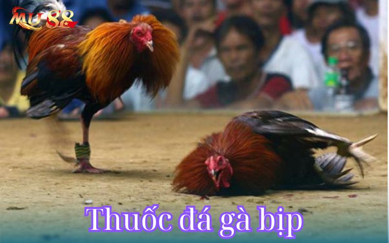 Giới thiệu thông tin thuốc đá gà bịp 