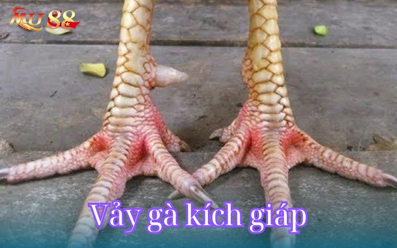 Tìm hiểu về loại vảy gà kích giáp